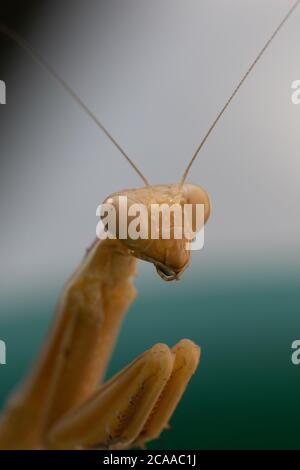 Sauterelle devant un fond bleu Banque D'Images