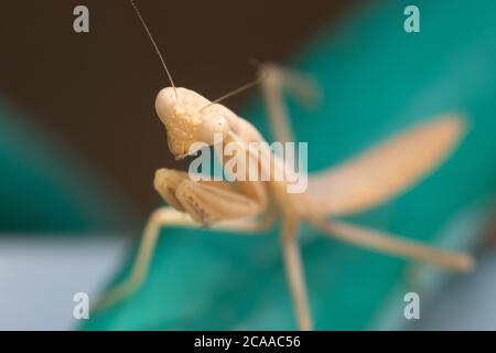 Sauterelle devant un fond bleu Banque D'Images