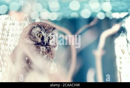 Petit oiseau la chouette boréale, Aegolius funereus, assise sur la branche de l'arbre dans une forêt verte. Hibou caché dans la végétation de la forêt verte. La faune, la meilleure photo. Banque D'Images