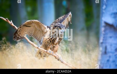 L'OWL de l'Aigle eurasien Bubo Bubo est situé sur une branche de la forêt et a étendu les ailes, la photo de la faune, la meilleure photo. Banque D'Images