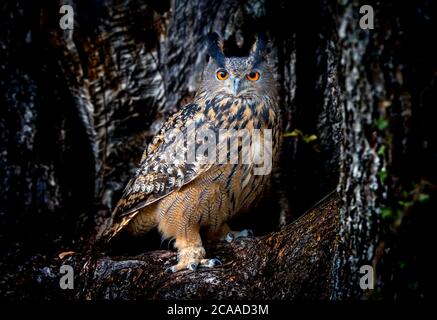 Hibou eurasien Bubo Bubo assis sur un tronc d'arbre dans un fond sombre, photo de la faune, la meilleure photo. Banque D'Images