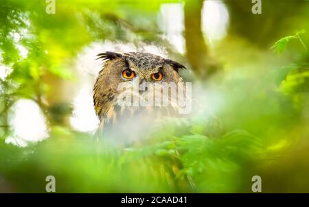 La hibou de l'aigle eurasien Bubo Bubo est assis sur une branche dans les feuilles vertes et les montres chasse, la photo de la faune, la meilleure photo. Banque D'Images