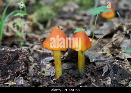 Champignon toxique Hygrocybe conica dans la forêt de bouleau. Connu sous le nom de chapeau de cire de noircissement ou chapeau de cire conique. Deux champignons toxiques poussant dans les feuilles. Banque D'Images