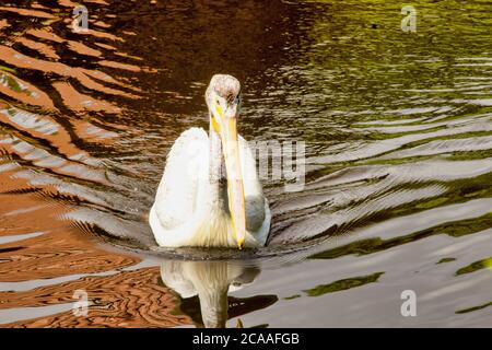 Vue de face d'une baignade dans l'étang pelican à bec rugueux, Pelecanus erythrorhynchos, l'une des plus grandes sauvagine du monde Banque D'Images