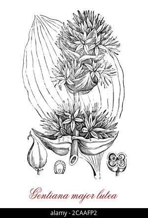 Gentiana lutea majeure ou gentiane jaune est une plante alpine à fleurs jaunes, utilisée en médecine de fines herbes et comme digestif amer Banque D'Images