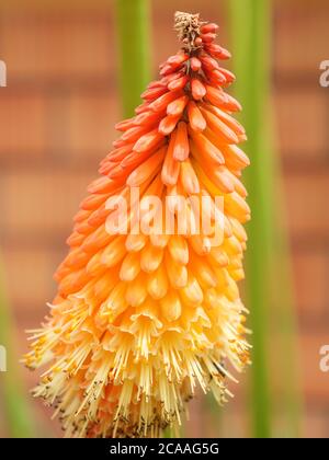 Kniphofia est une plante vivace. La fleur fleurit. Banque D'Images