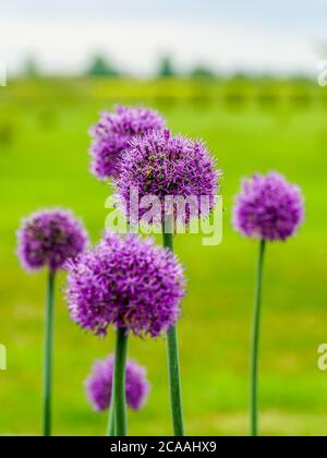 fleurs violettes fleuries d'ail décoratif sur un fond vert flou naturel Banque D'Images