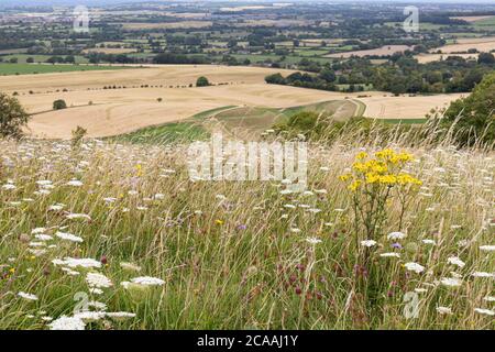 Fleurs sauvages sur Morgans Hill avec vue sur la campagne du Wiltshire, Angleterre, Royaume-Uni Banque D'Images