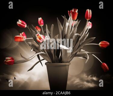 ART FLORAL : tulipes rouges Banque D'Images