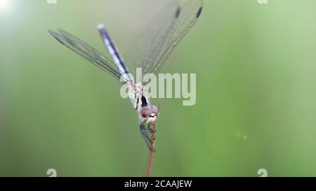 la libellule bleue tient une branche dans une journée venteuse, photo macro de ce prédateur élégant et fragile avec de larges ailes et des yeux géants à facettes, scène de la nature Banque D'Images