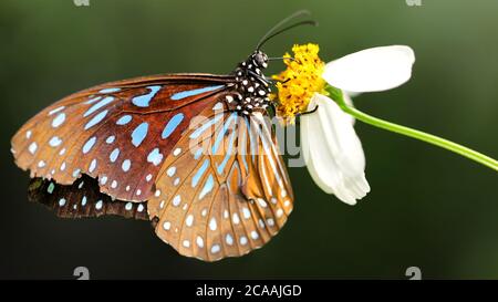 Joli papillon coloré marron et bleu à la recherche de pollen sur une fleur de pâquerette blanche, macro photographie dans un jardin botanique tropical à Chiang Mai Banque D'Images