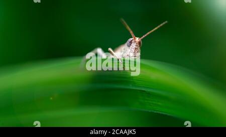 joli portrait d'une sauterelle se cachant derrière une feuille. photo macro de ce petit insecte avec des yeux à facettes et de longues antennes, scène de la nature Banque D'Images