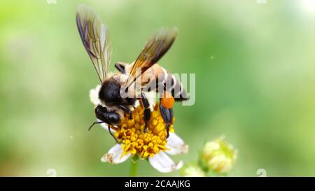 Abeille survolant une fleur de pâquerette pour trouver le pollen, macro photographie de ce fragile et gracieuse insecte Hyménoptère, scène de la nature dans les jardins de Pai Banque D'Images