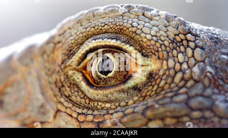 œil d'un iguana Banque D'Images