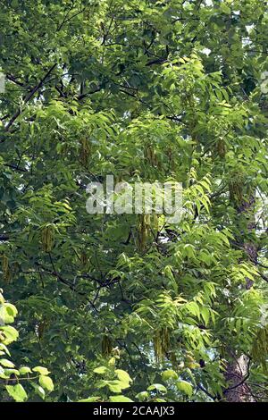 Pacane (Carya illinoinensis). Appelé Hardy pecan aussi Banque D'Images