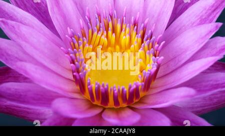 À l'intérieur d'une fleur rose et jaune de lotus coloré, macro photographie de la flore exotique dans un jardin botanique tropical à Bangkok, Thaïlande Banque D'Images