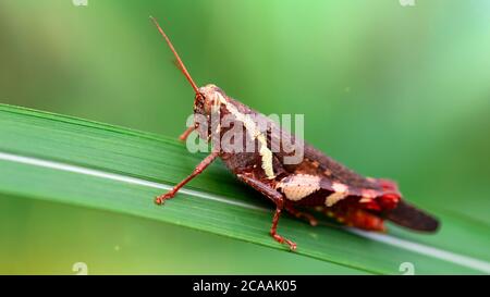 photographie macro d'un grand sauterelle multicolore reposant sur une feuille, de fortes pattes postérieures pour sauter, fond vert jungle Banque D'Images