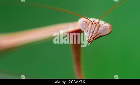 portrait d'une mantis de prière brune, de longues antennes et de grands yeux à facettes, cet insecte gracieux est un prédateur terrible pour les petits. Banque D'Images