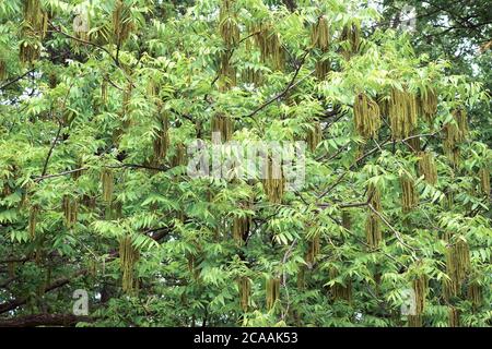 Pacane (Carya illinoinensis). Appelé Hardy pecan aussi Banque D'Images