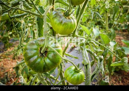 Mûrissement des tomates vertes biologiques dans une serre, foyer sélectif. Banque D'Images