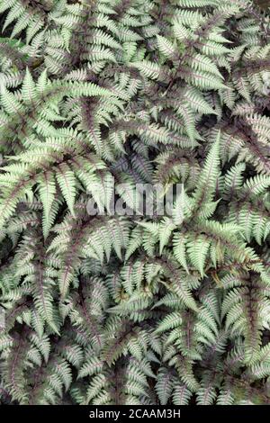 Fougères fantômes (Athyrium 'Ghost'). Hybride entre la fougère peinte japonaise (Athyrium nipponicum 'Pictum') et la fougère lady (Athyrium filix-femina) Banque D'Images