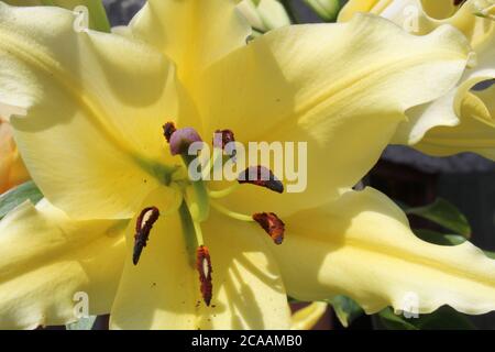 Jardinière floriculture jaune Lily vue de côté Banque D'Images