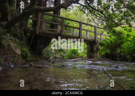 BIG SUR, CALIFORNIE, ÉTATS-UNIS - 29 juin 2020 : un pont traverse une crique bordée de séquoias le long du sentier de randonnée de Partington Cove de Big sur. Banque D'Images