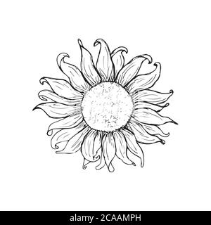Illustration de tournesol gravée d'époque. Tournesol isolé . Illustration vectorielle Illustration de Vecteur