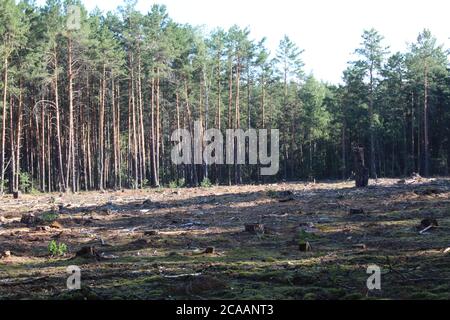 forêt paysage de forêts hautes pins en rangées droites derrière le arbres vous pouvez voir un défrichement avec les souches du soleil brille et les ombres tombent dans de longs sh Banque D'Images