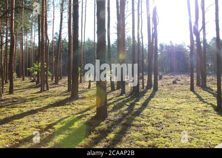 forêt paysage de forêts hautes pins en rangées droites derrière le arbres vous pouvez voir un défrichement avec les souches du soleil brille et les ombres tombent dans de longs sh Banque D'Images