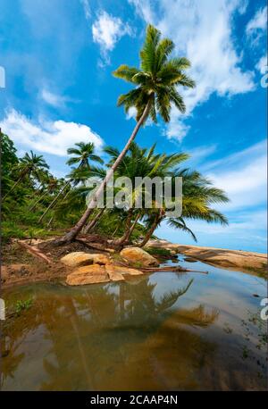 Palmiers sur une plage sauvage et inaccessible en Thaïlande. Palmiers pliés sur l'eau. Palmiers sur le bord de mer. Plage de sable sous les tropiques Banque D'Images