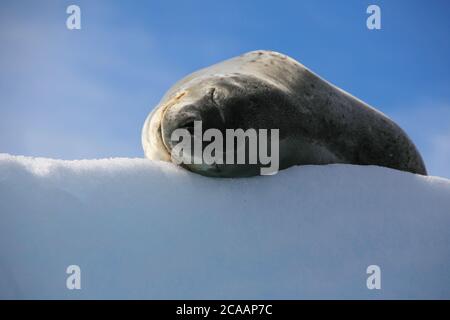 Le phoque léopard (Hydrurga leptonyx), la deuxième plus grande espèce de l'Antarctique, dormant calmidement sur un iceberg à Georges point. Banque D'Images