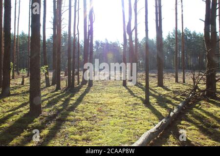 forêt paysage de forêts hautes pins en rangées droites derrière le arbres vous pouvez voir un défrichement avec les souches du soleil brille et les ombres tombent dans de longs sh Banque D'Images