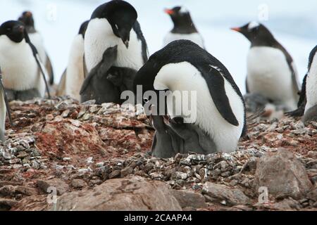 Manchot d'Adélie (Pygoscelis adeliae) l'un des oiseaux de mer les plus distribués au sud, nourrissant ses poussins dans une colonie de nidification en Antarctique. Banque D'Images