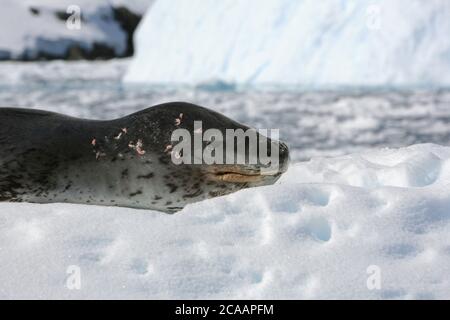 Le phoque léopard (Hydrurga leptonyx), deuxième espèce de phoque en importance dans l'Antarctique, dormant calmidement sur un iceberg à Paradise Bay, en Antarctique. Banque D'Images