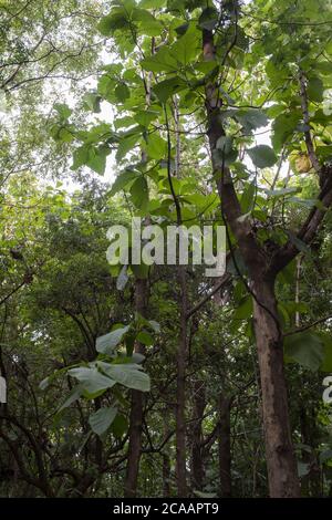 Arbre de teck, Tectona grandis, Verbenaceae, Ouagadougou, Burkina Faso, Afrique Banque D'Images