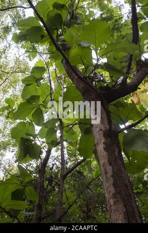 Arbre de teck, Tectona grandis, Verbenaceae, Ouagadougou, Burkina Faso, Afrique Banque D'Images