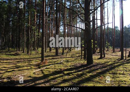 forêt paysage de forêts hautes pins en rangées droites derrière le arbres vous pouvez voir un défrichement avec les souches du soleil brille et les ombres tombent dans de longs sh Banque D'Images