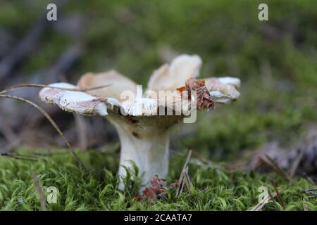 le capuchon marron du champignon est visible depuis le herbe derrière un bâton un club de champignons poussent dans le bois collectant les champignons reposent un champignon de la merde Banque D'Images