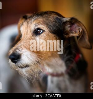 Portrait en gros plan d'un petit chien terrier, avec des yeux expressifs, une fourrure douce et une ambiance douce de photographie d'animaux de compagnie en intérieur. Banque D'Images