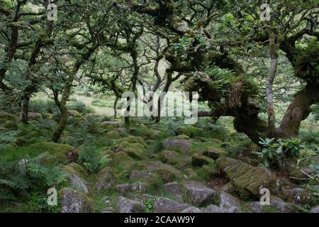 Wistman's Wood - Dartmoor Banque D'Images