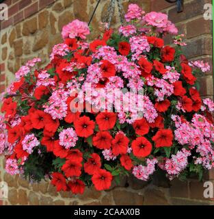 Panier suspendu, combinaison rouge et rose, pétunias, pétunia rouge, verveine Banque D'Images