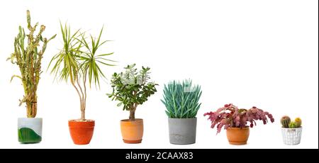 Variété de plantes de maison dans des pots isolés sur fond blanc. Personne Banque D'Images