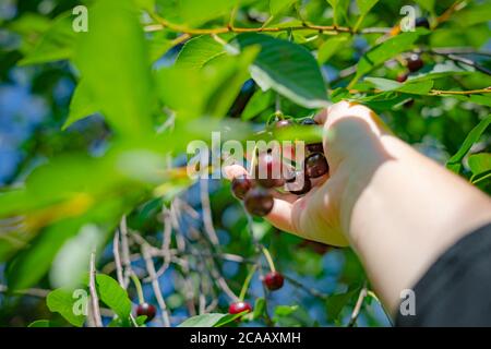 Gros plan des mains de la femme cueillant des cerises mûres de la branche d'arbre à l'extérieur, un jour ensoleillé Banque D'Images