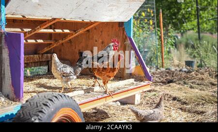 OAKLAND, CALIFORNIE, ÉTATS-UNIS - 24 mai 2019 : trois poulets se tiennent à l'intérieur d'une poupe de poulet maison à l'intérieur d'un jardin à la maison. Banque D'Images