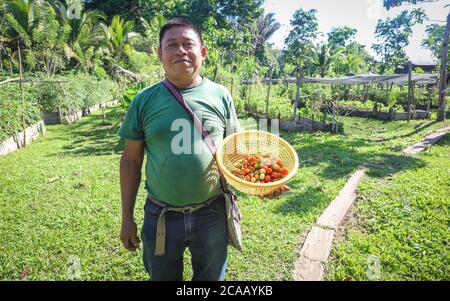 PUNTA GORDA, BELIZE - 16 février 2019 : un jardinier indigène montre les fruits qu'il a récoltés dans le jardin de l'éco-Lodge au Belize Cotton Tree Lodge. Banque D'Images