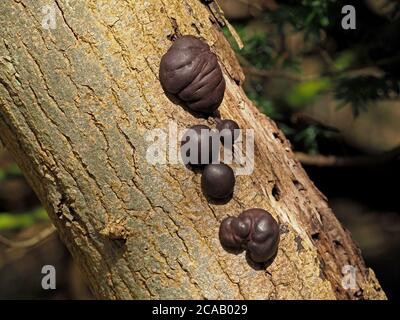 Champignon non comestible globulaire noir Daldinia concentrica connu sous le nom de gâteau du roi Alfred, boules de camp et champignon de charbon, sur l'écorce de saule mort en Angleterre, au Royaume-Uni Banque D'Images