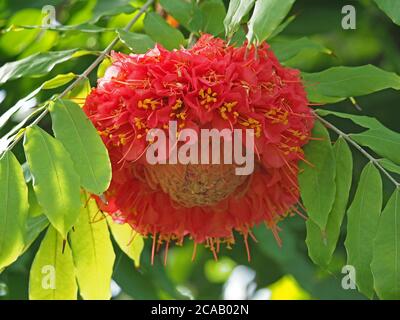 fleur rose rouge exotique composée de nombreuses petites fleurs avec des anthères jaunes rayonnant toutes vers l'extérieur depuis les bourgeons centraux arbre tropical Banque D'Images