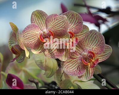 exposition colorée de fleurs exotiques d'orchidées tropicales avec délicat minuscule taches et rayures violettes sur les pétales et les sépales jaune pâle avec du labellum rose Banque D'Images
