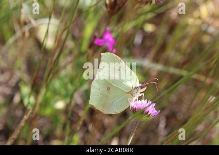 un papillon de chou avec des ailes blanches jaune clair est assis sur une fleur de lilas rose au milieu de la vue latérale de l'herbe Banque D'Images